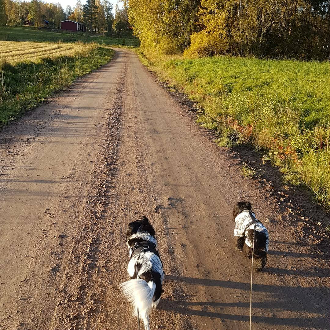 Hunddagis i Tibro - vardag