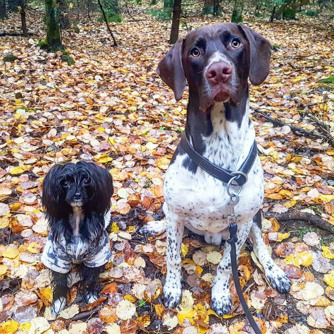 Hunddagis i Tibro - lek