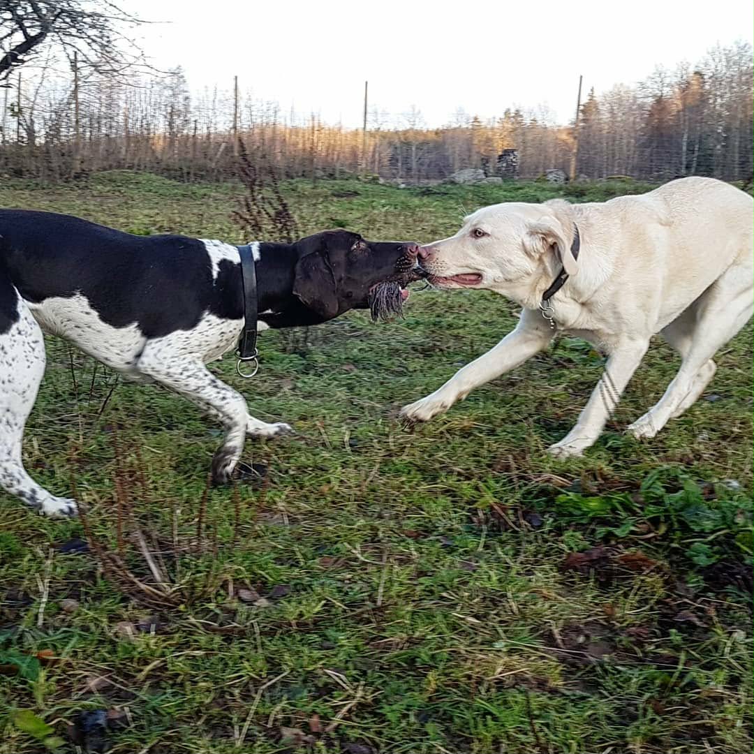 Hundpensionat i Tibro - vila