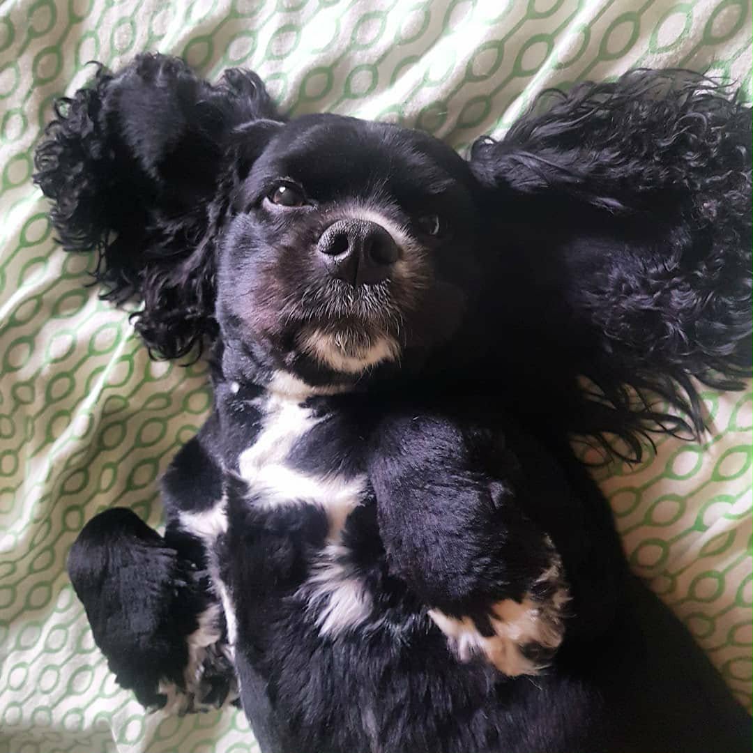 Hunddagis Tibro - promenad