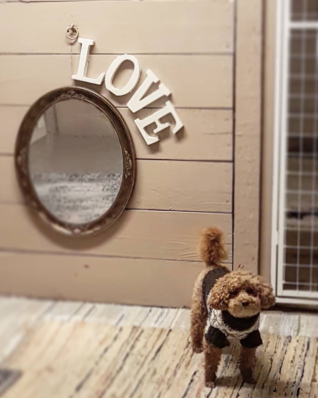 Hundomsorg Tibro kommun