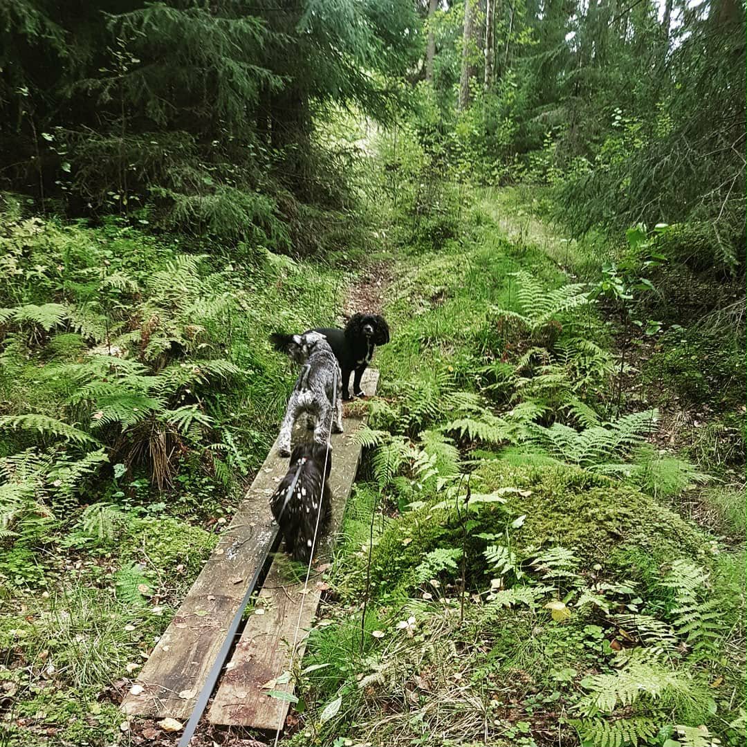 Hunddagis i Tibro - utevistelse