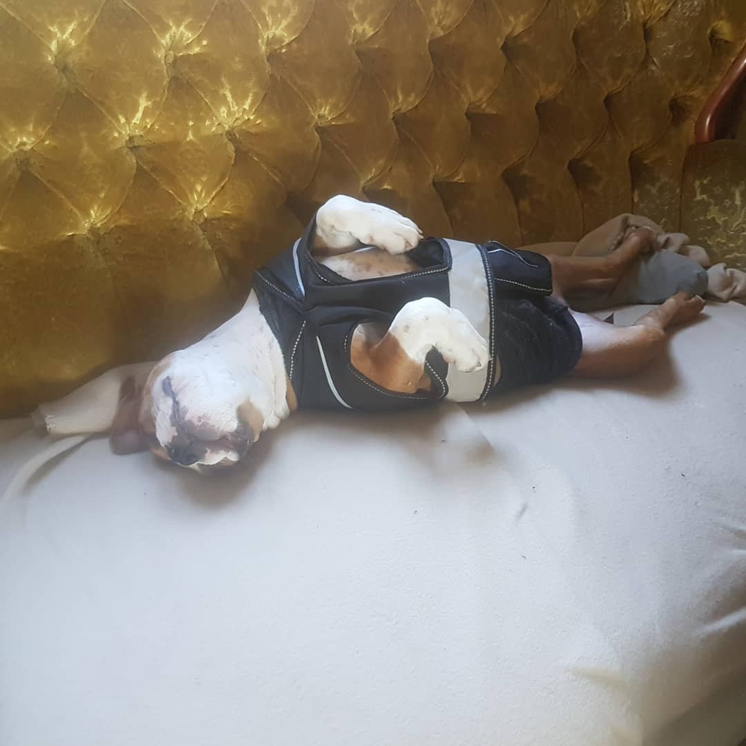 Hunddagis Tibro - trygg miljö