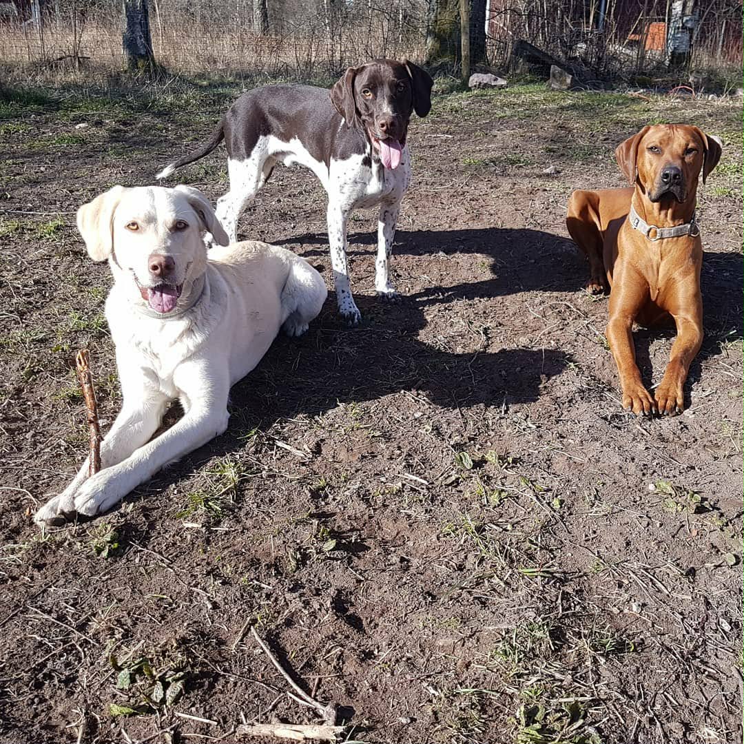 Hunddagis i Tibro - natur