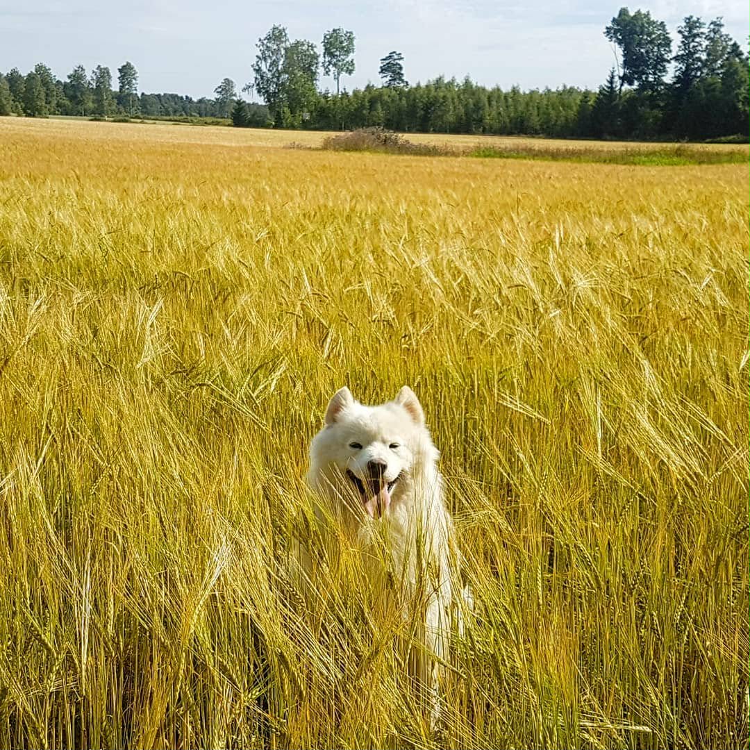 Hundpensionat i Tibro - hundar